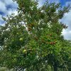 Besuch Streuobstwiese 24